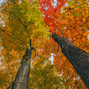 Fall gamut