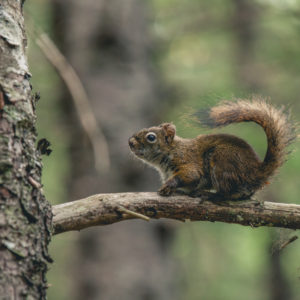 Seward squirrel