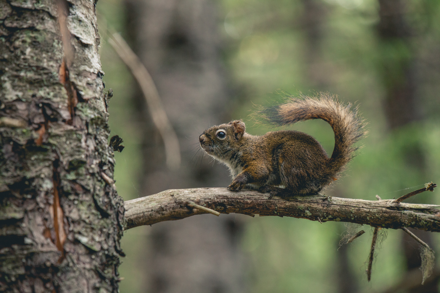 Seward squirrel