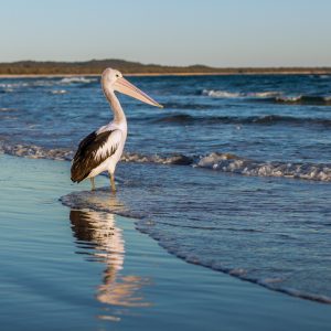 Stradbroke pelican
