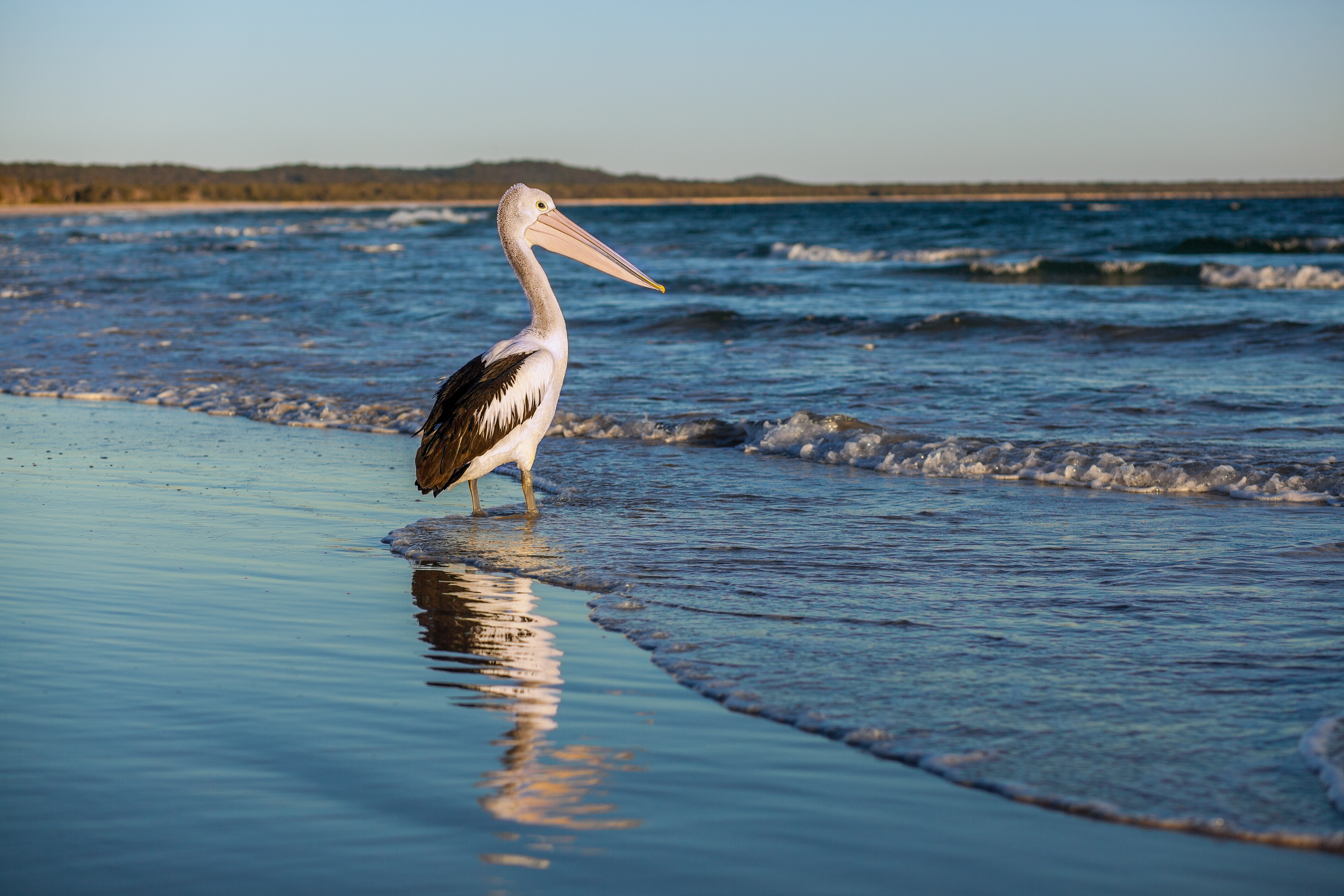 Stradbroke pelican