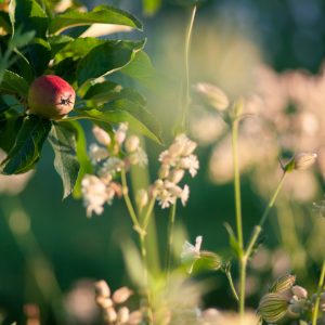 apple blossom