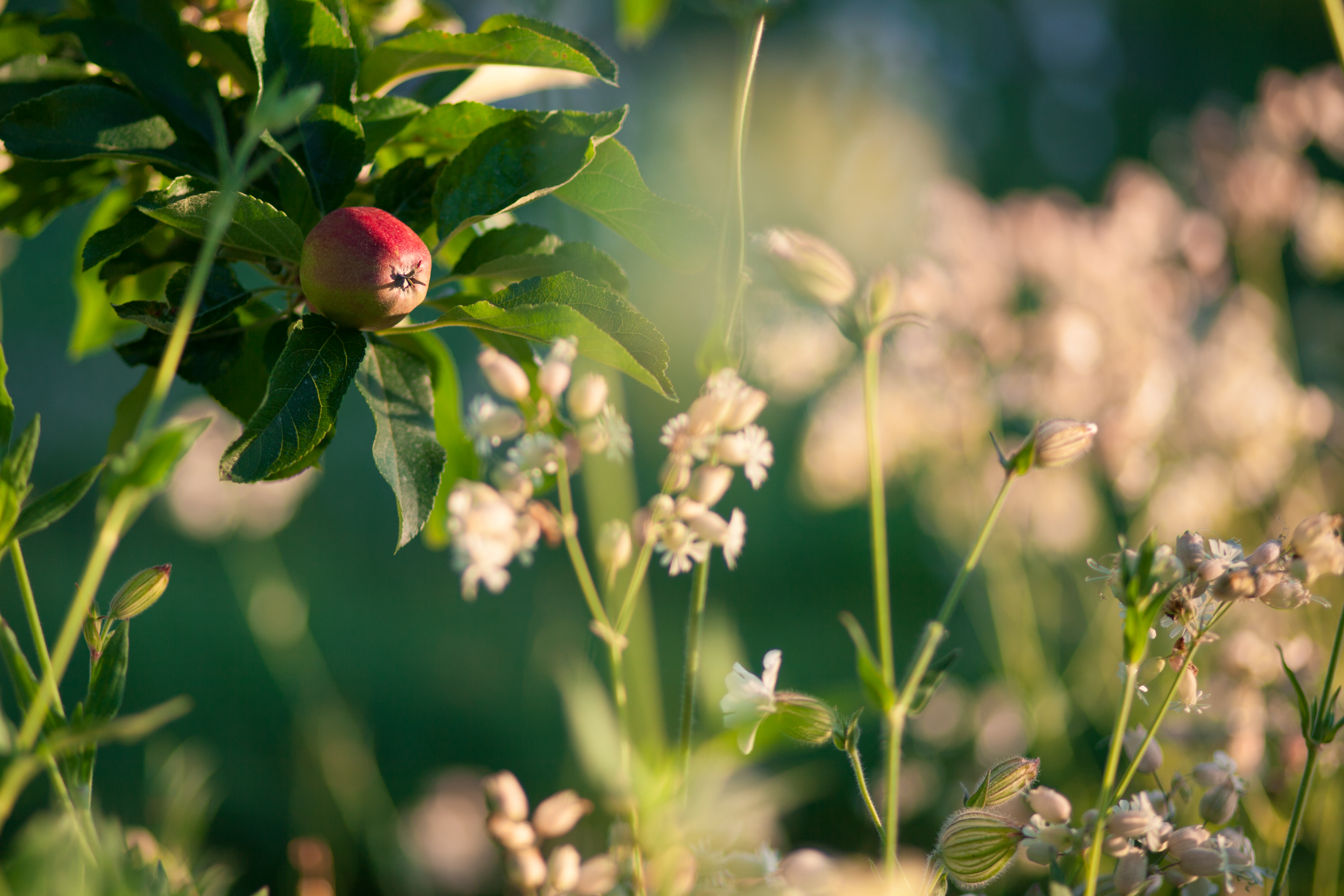 apple blossom