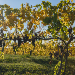 autumn vines