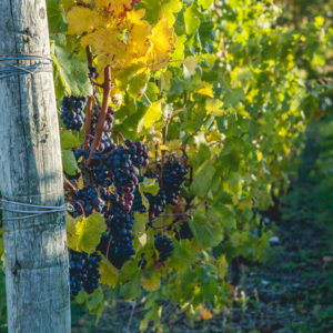 awaiting harvest