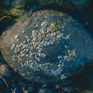 barnacles