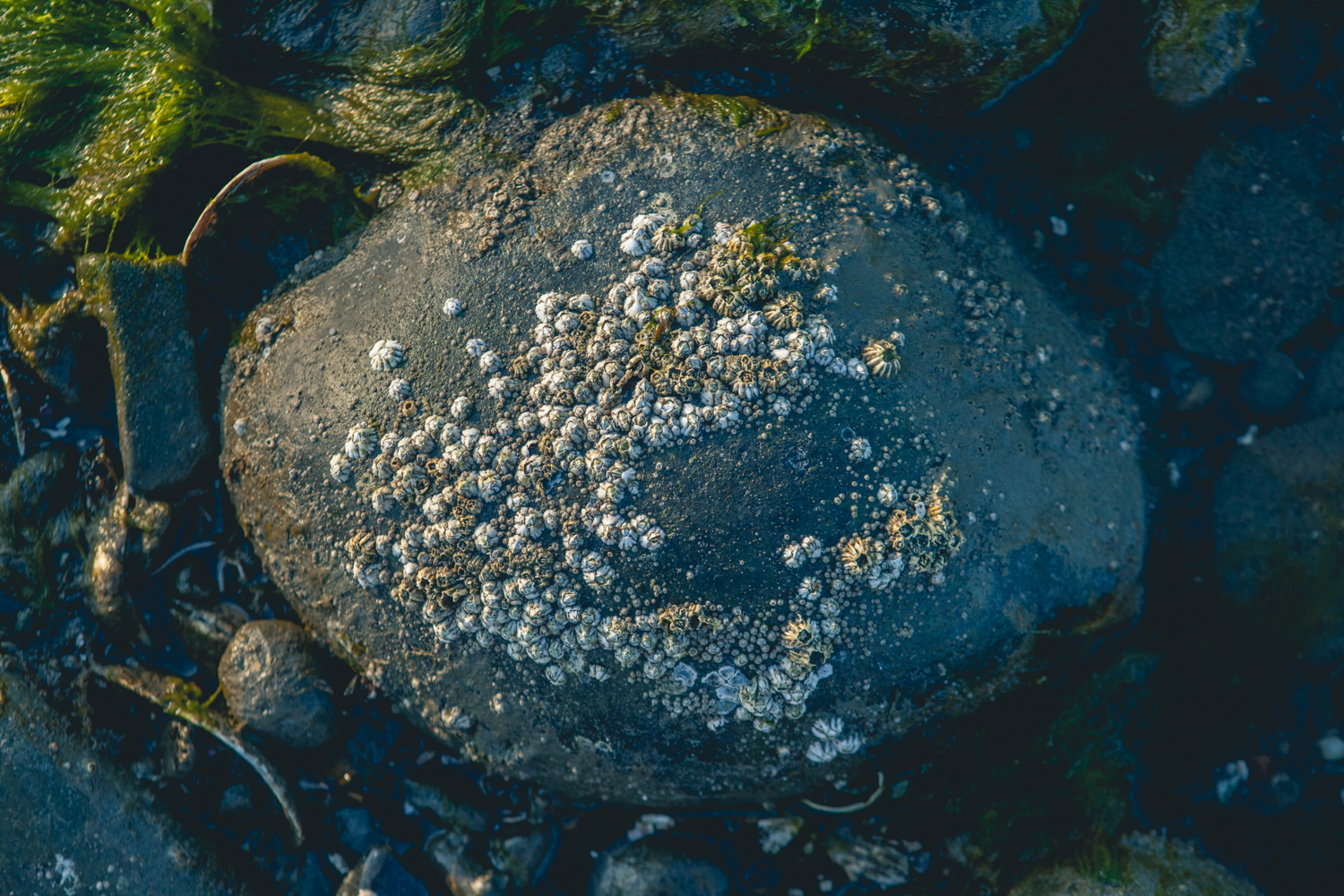 barnacles