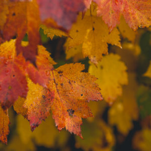 before the Fall