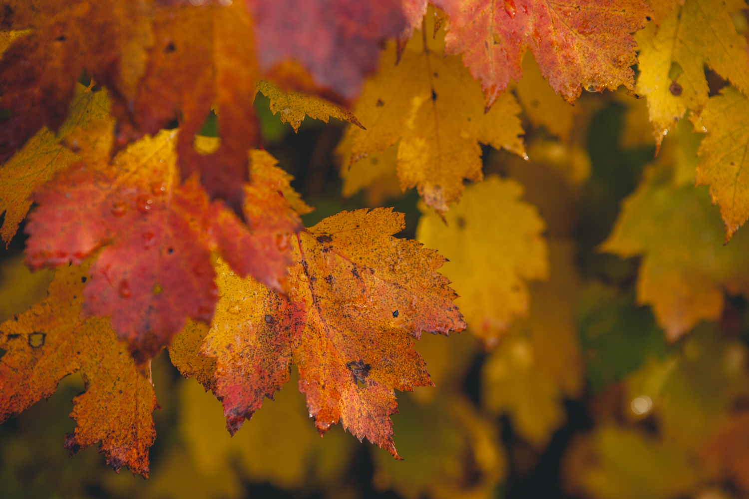 before the Fall
