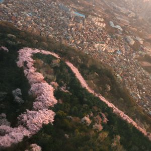 cherry blossoms in Seoul