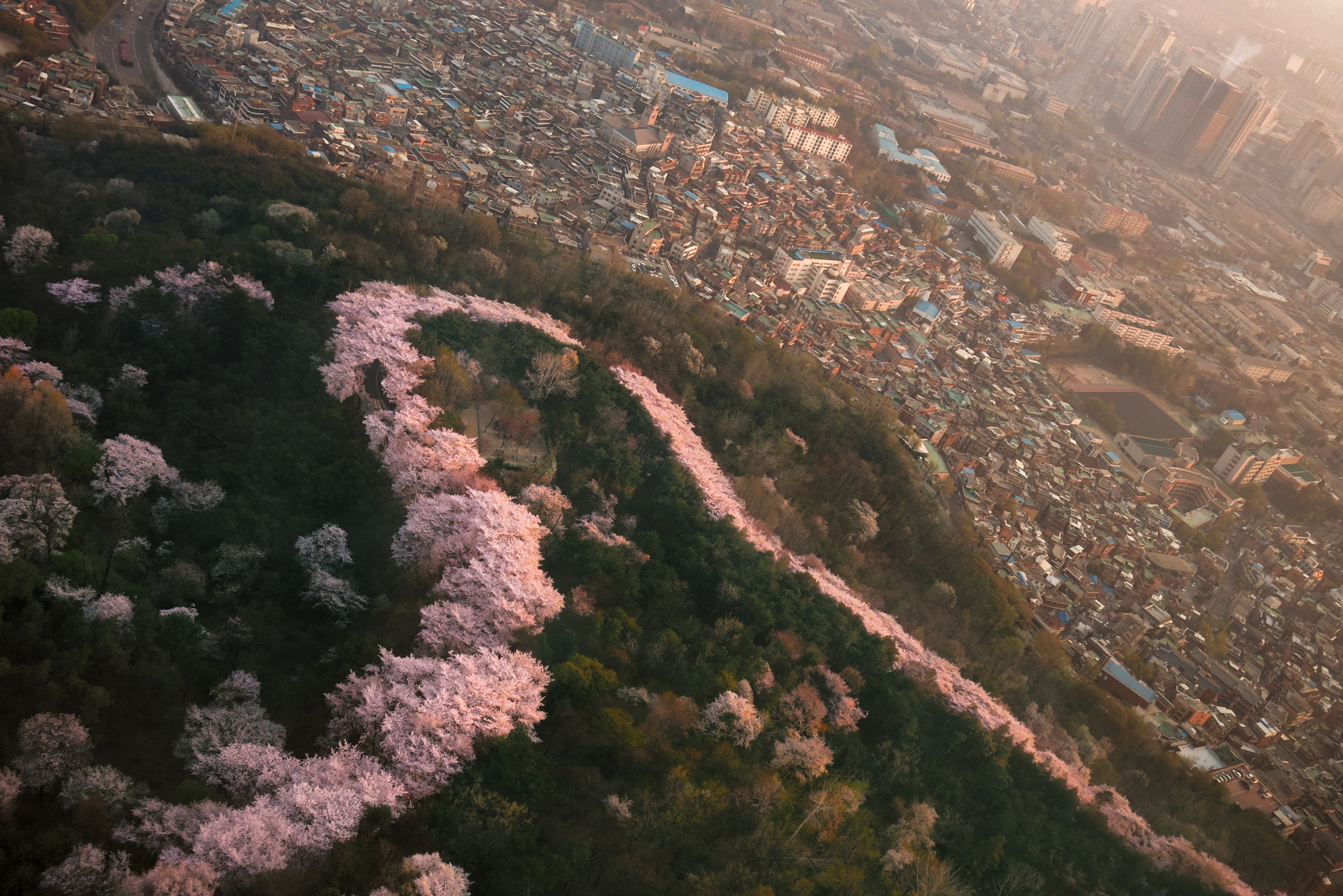cherry blossoms in Seoul