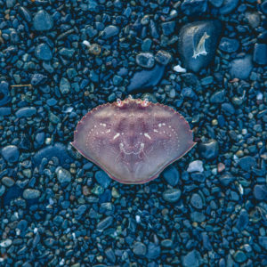 crab shell on black gravel
