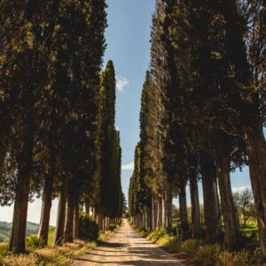 cypress road