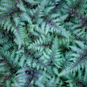 ferns