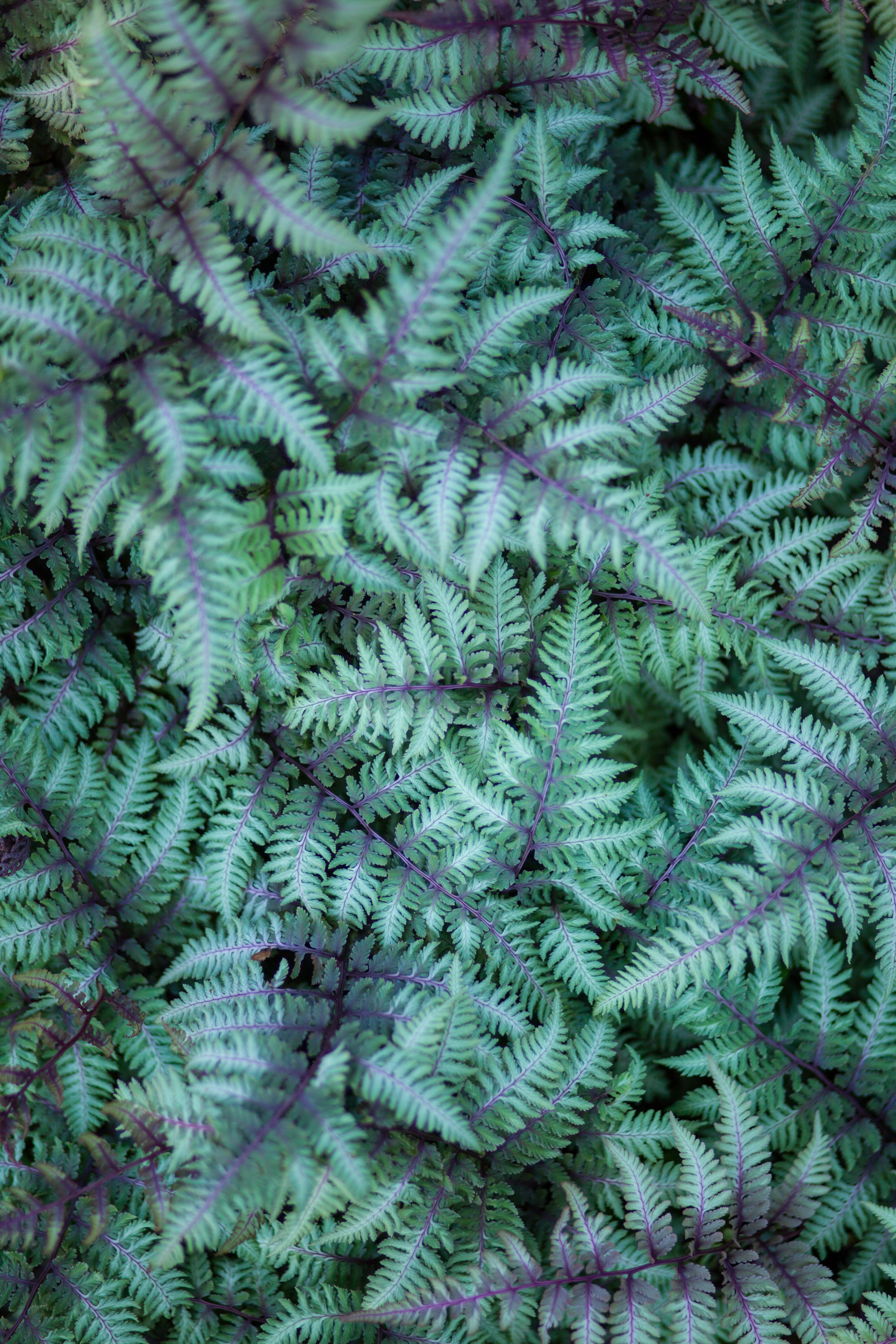 ferns