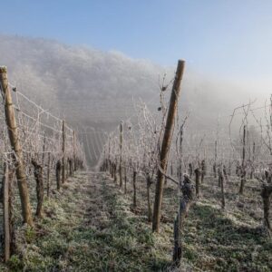 frosty vines