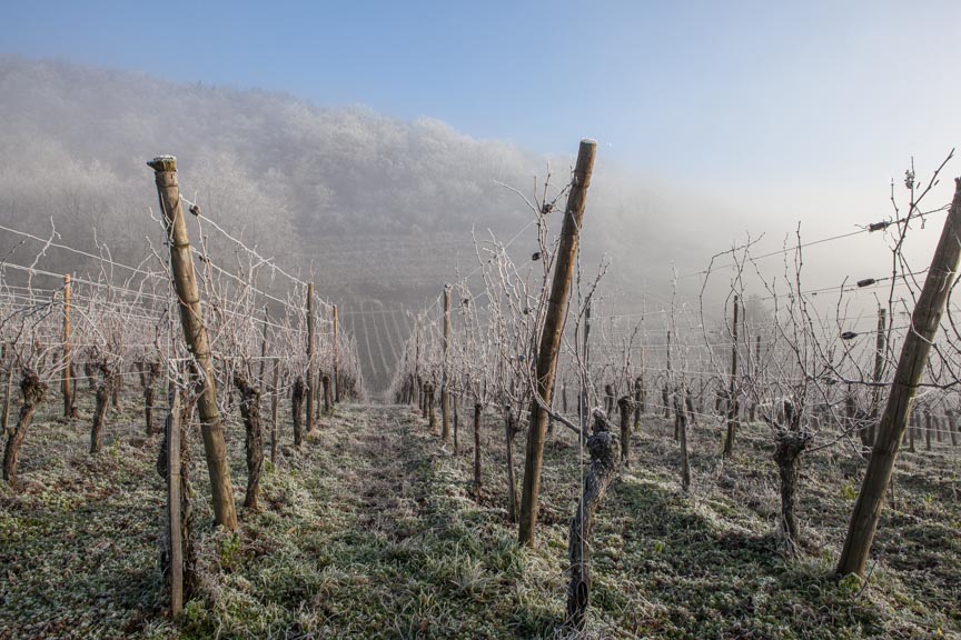 frosty vines