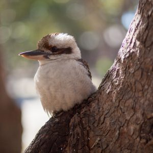 kookaburra