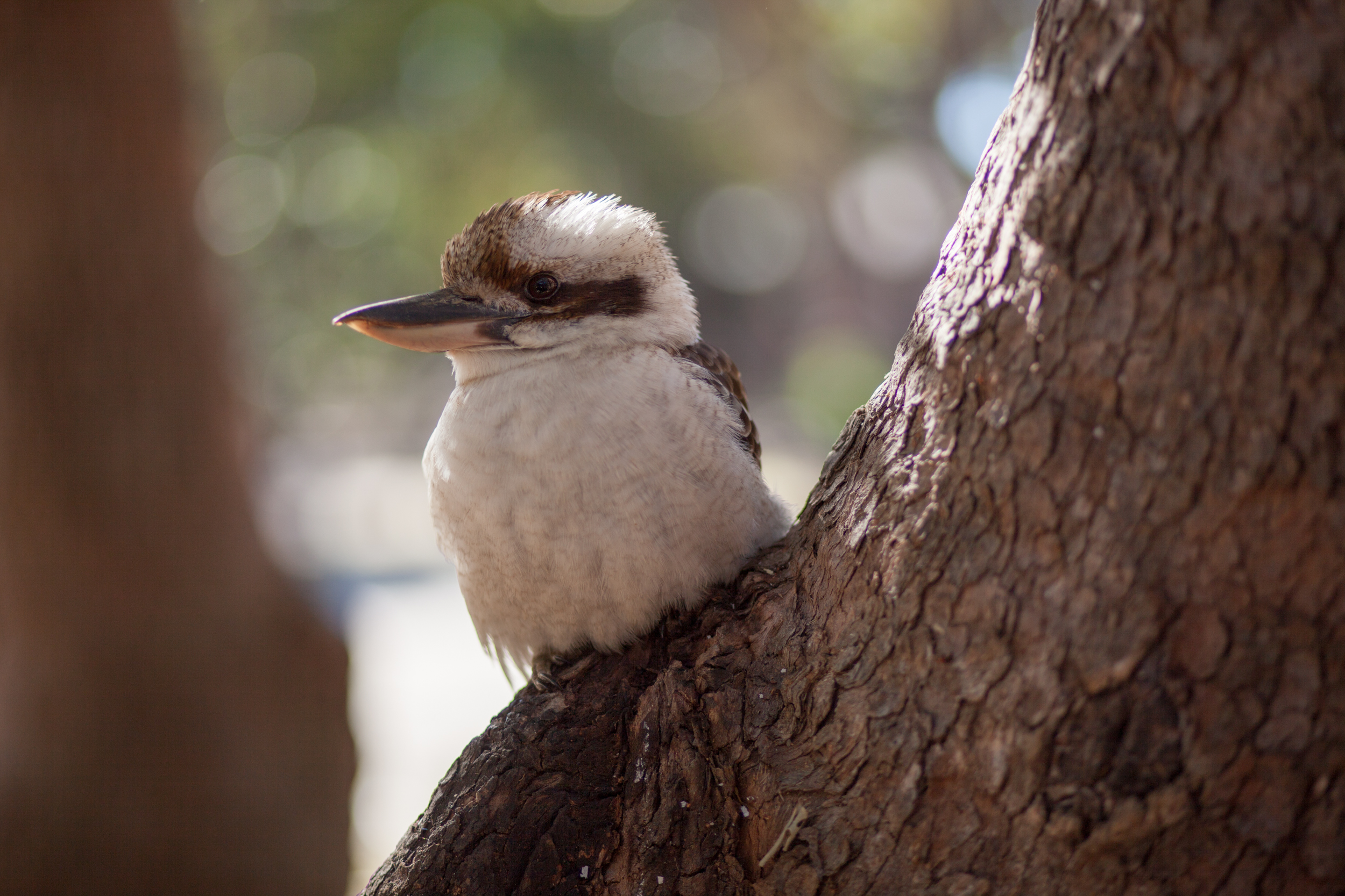 kookaburra