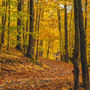 leaf the way
