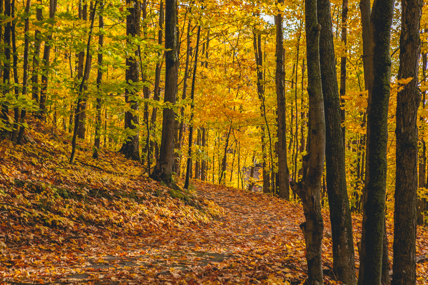 leaf the way