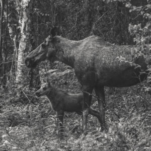 moose mother & calf