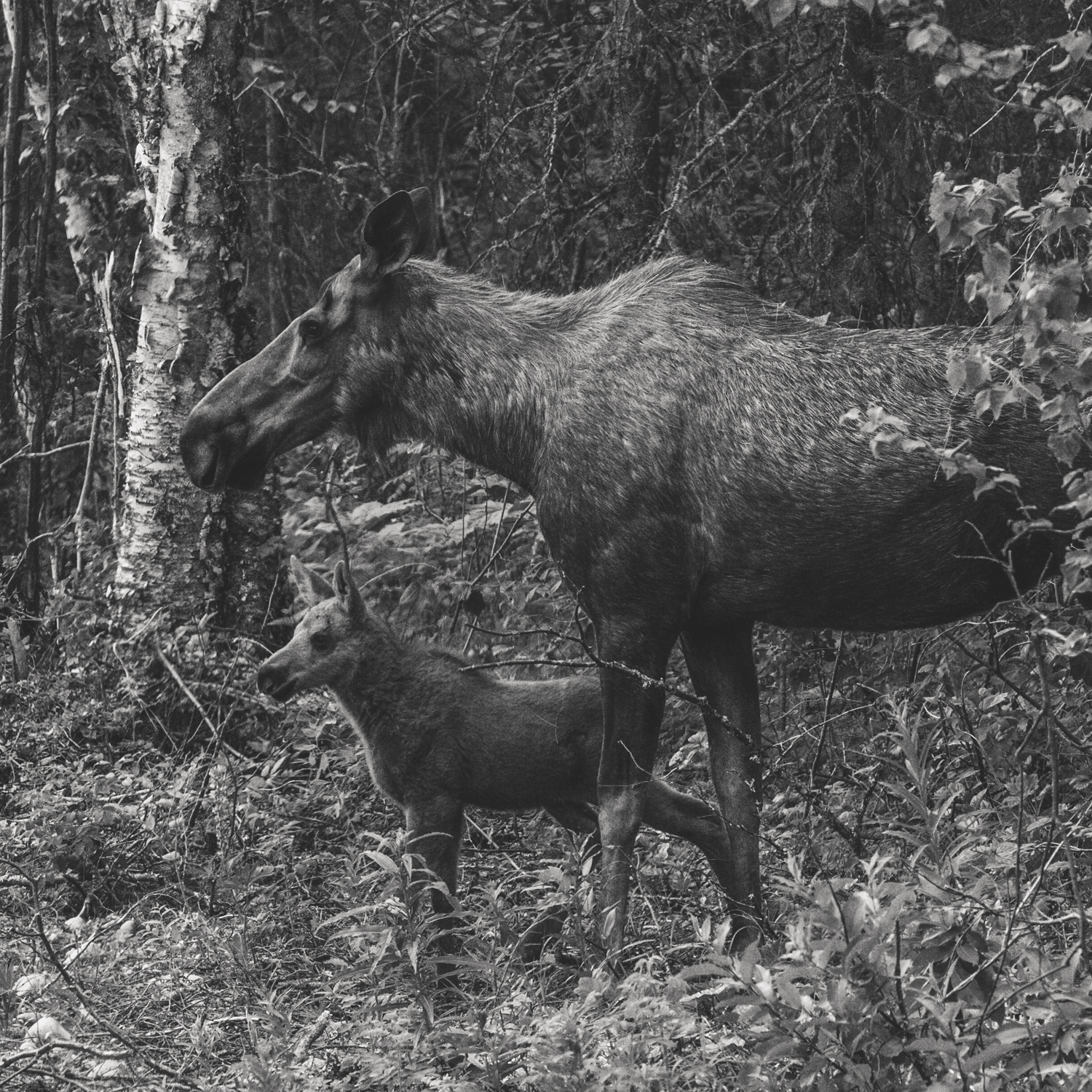 moose mother & calf