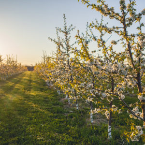morning apple blossoms