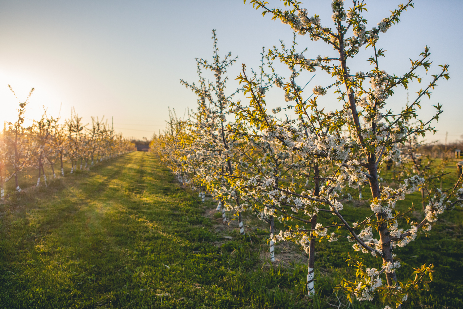 morning apple blossoms