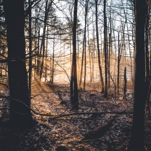 morning light