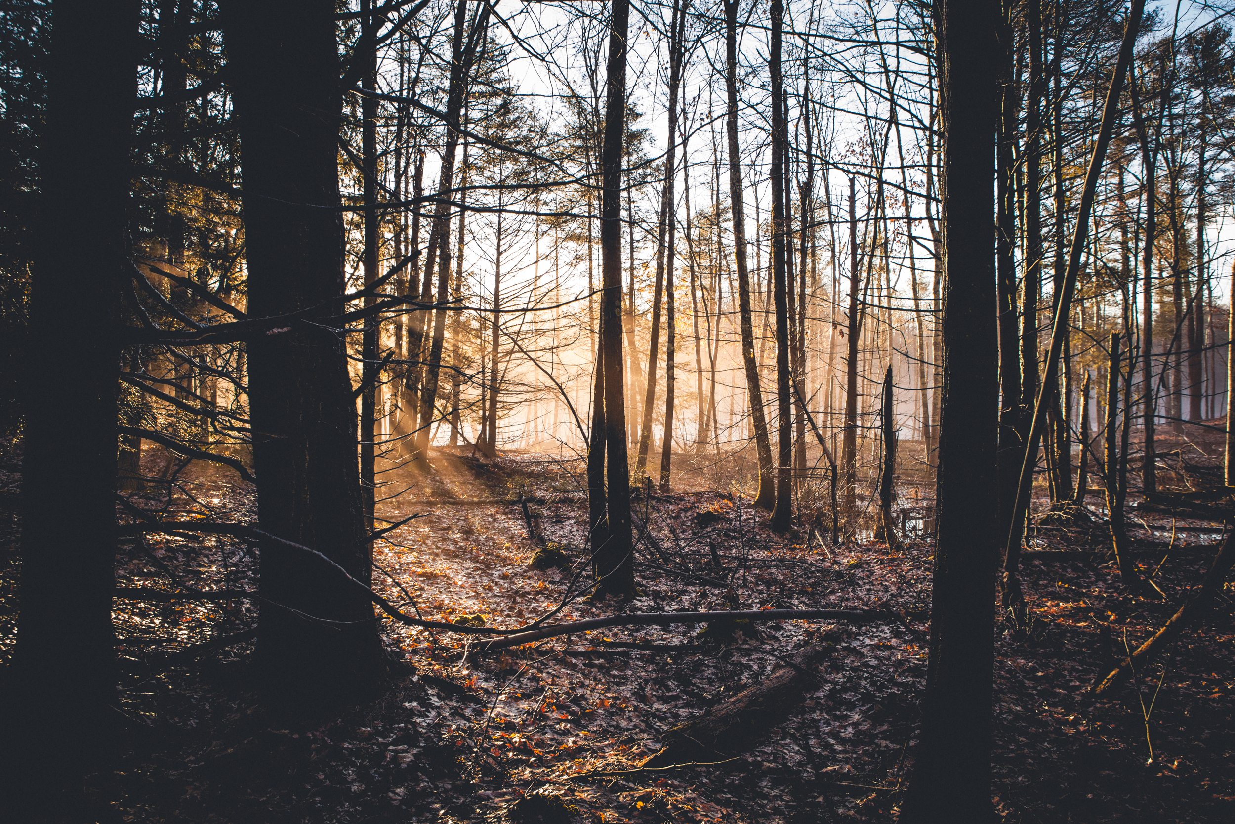 morning light