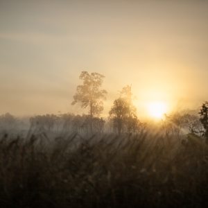 morning out bush