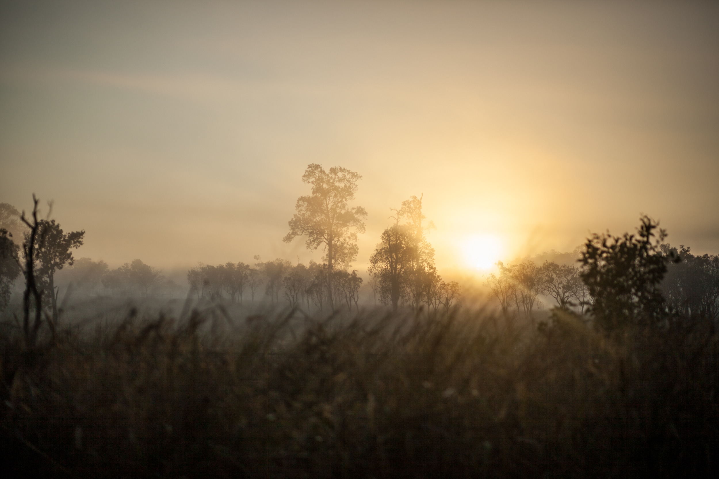morning out bush