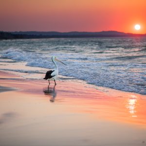pelican sunset