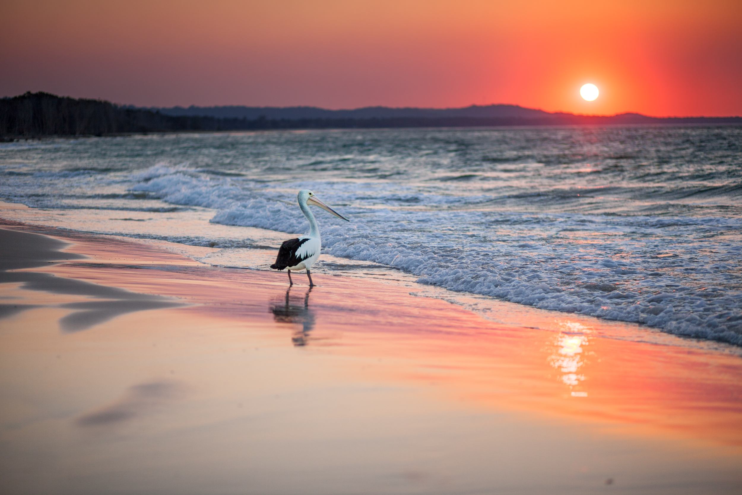 pelican sunset