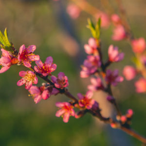 pink blossoms