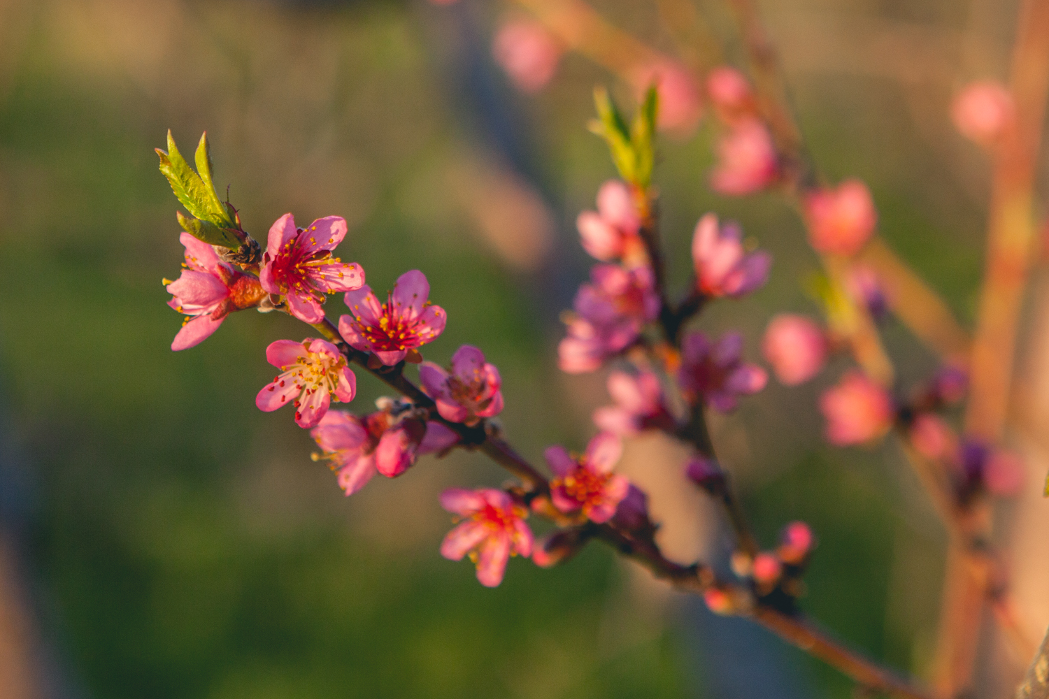 pink blossoms