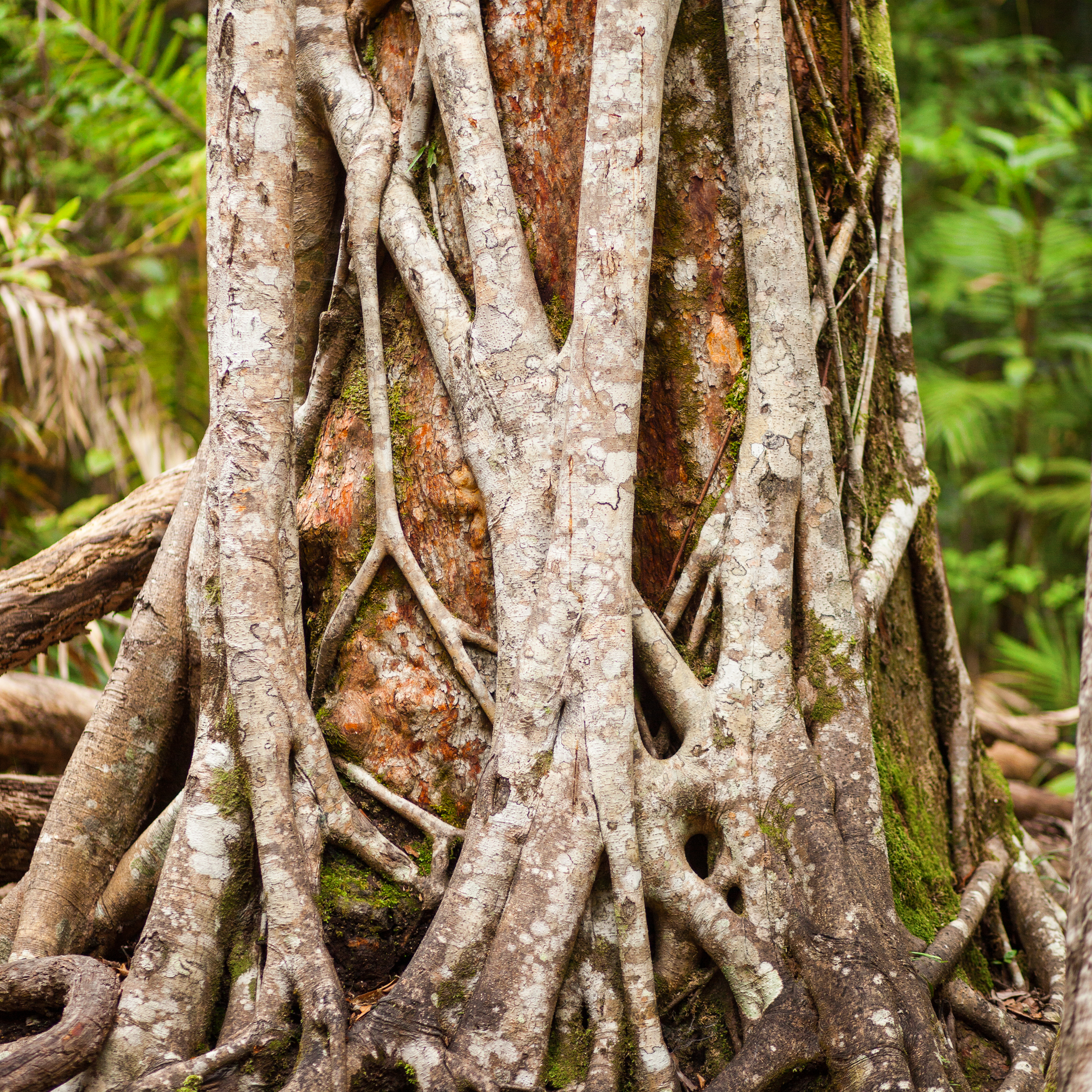 rainforest