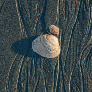 shell at Homer Spit