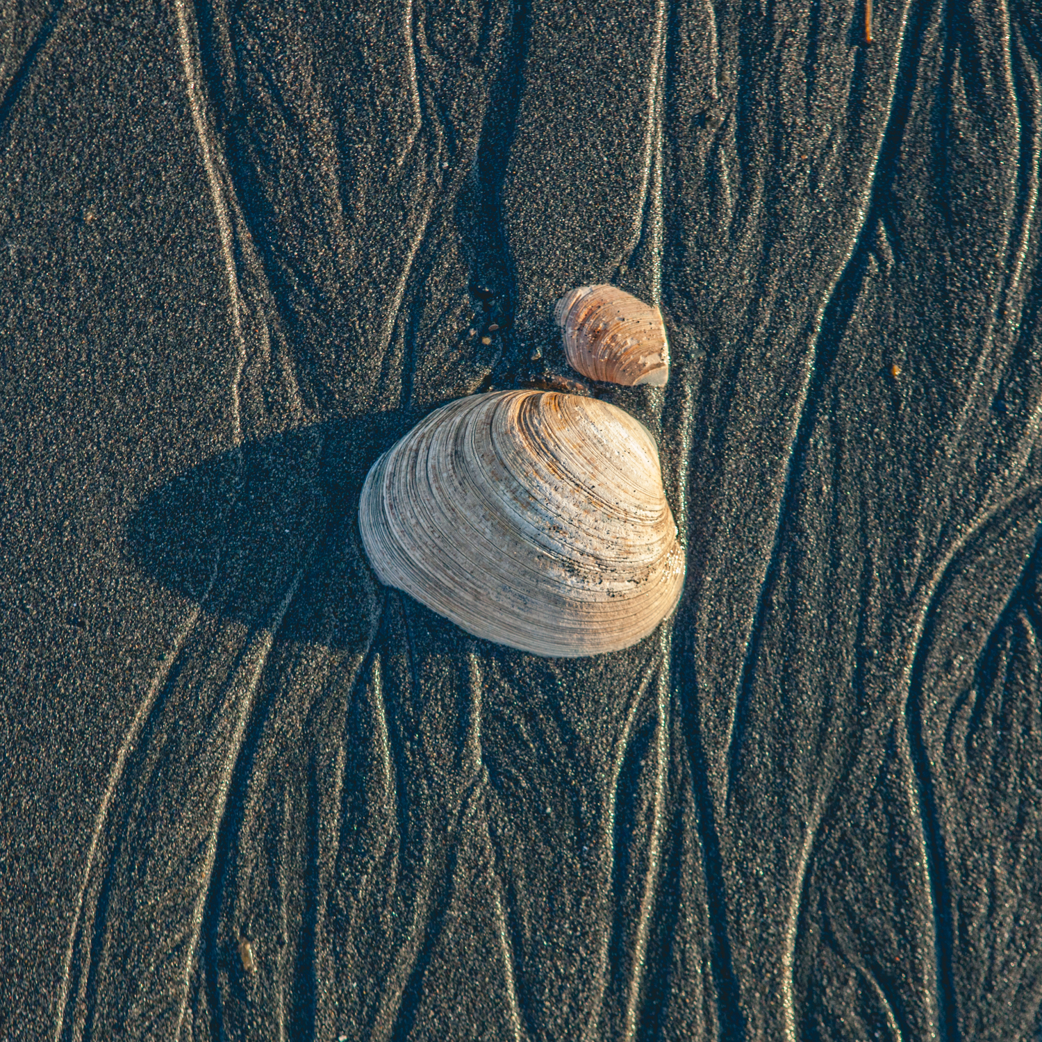 shell at Homer Spit