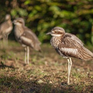 three curlews