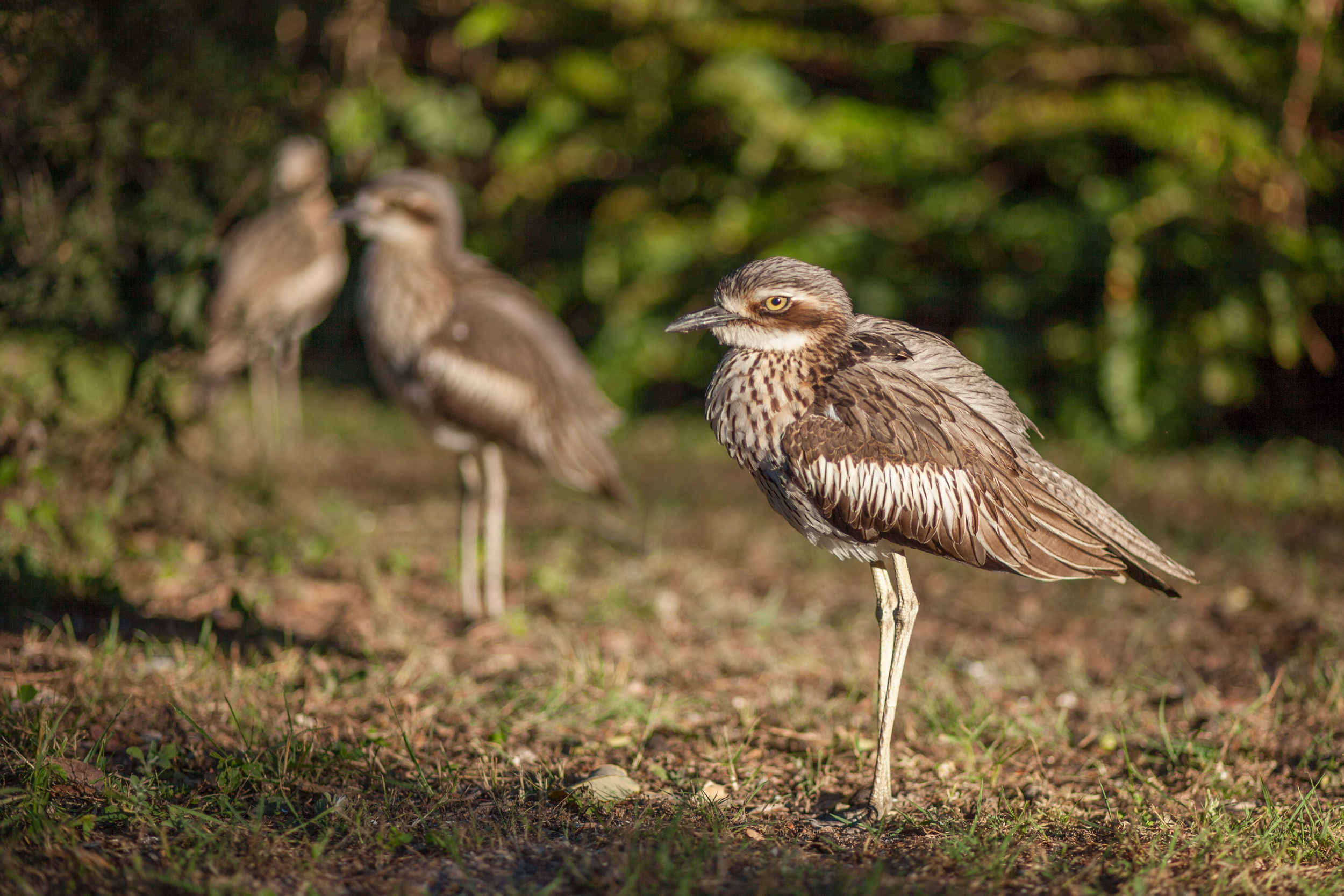 three curlews
