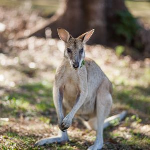 wallaby
