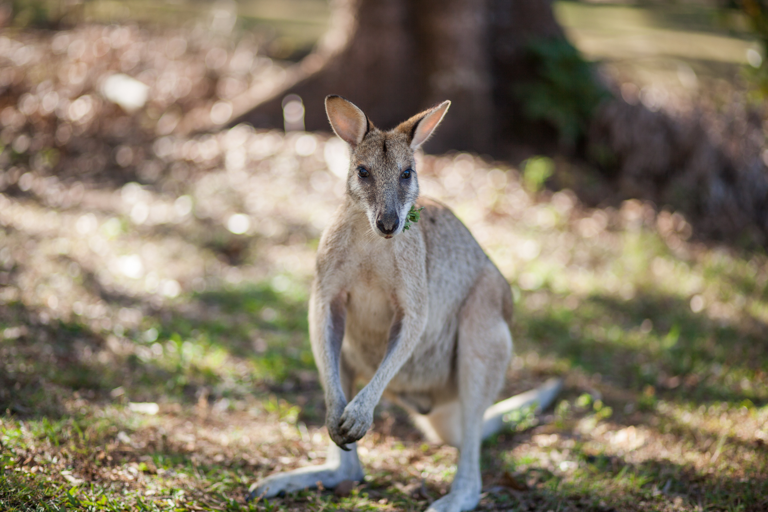 wallaby