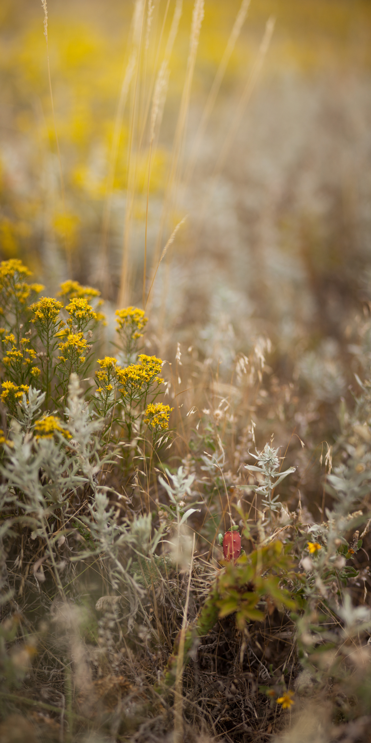 weeds